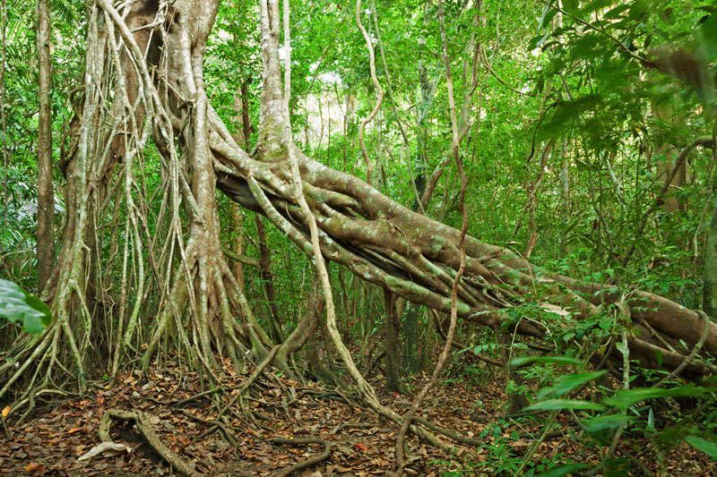 De jungle van Nam Cat Tien nationaal park<br>